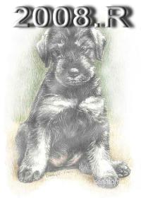 Schnauzer - 2008.R - 67