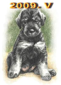 Schnauzer - 2009. V - 66