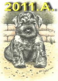 Schnauzer - 2011.A. mini - 64