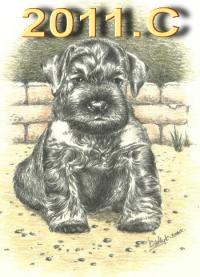 Schnauzer - 2011.C. mini - 62
