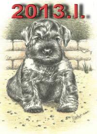 Schnauzer - 2013.I. mini - 56