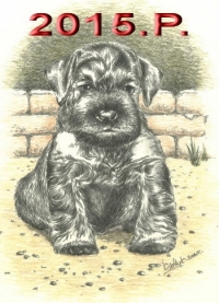 Schnauzer - 2015.P. mini - 50
