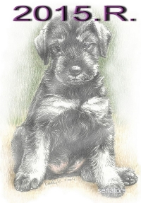 Schnauzer - 2015.R. - 49