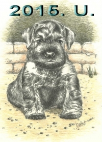 Schnauzer - 2015.U mini - 46
