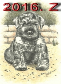 Schnauzer - 2016.Z. - 42