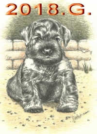 Schnauzer - 2018.G - 35