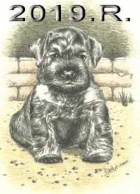 Schnauzer - 2019.R - 25