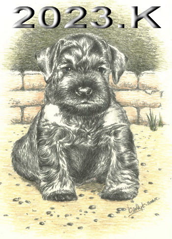 Schnauzer - 2023.K - 6