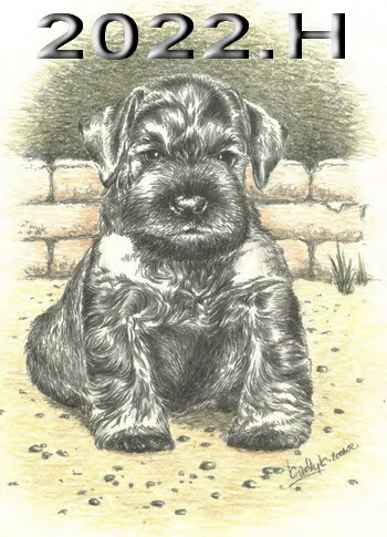Schnauzer - 2022.H - 9