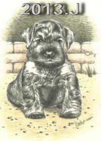 Schnauzer - 2013.J Mini - 55