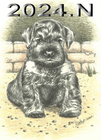 Schnauzer - 2024.N - 3