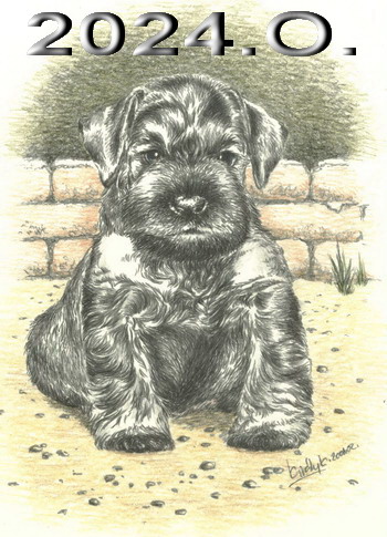 Schnauzer - 2024.O. - 2
