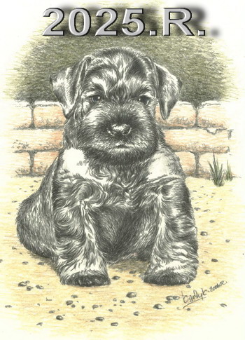 Schnauzer - 2025.R - 2