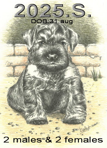 Schnauzer - Previous litters 2025.S. 0