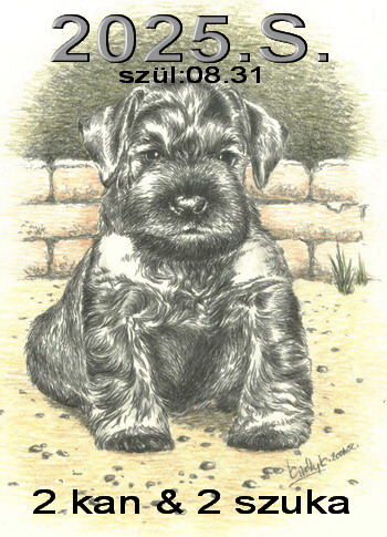 Schnauzer - El�z� almok 2025.S. 0