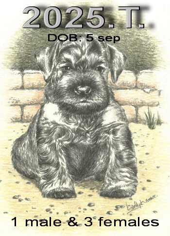 Schnauzer - Previous litters 2025.T. 0