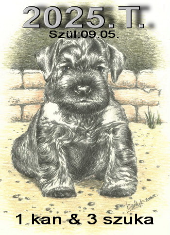 Schnauzer - El�z� almok 2025.T. 0