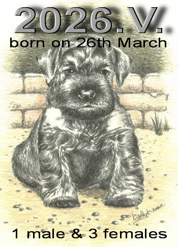 Schnauzer - Puppies for sale 2026.V. 0