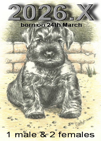 Schnauzer - Puppies for sale 2026.X. 0