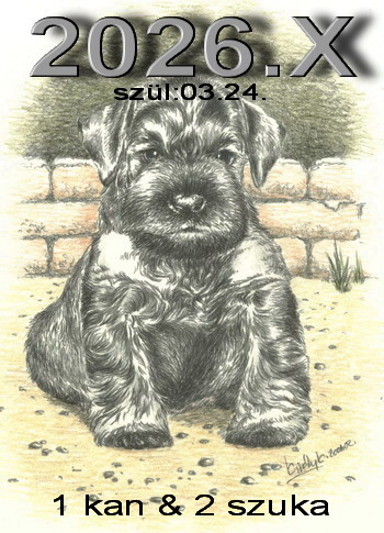 Schnauzer - Elad� schnauzer kiskutya almok 2026.X. 0