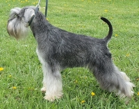 Schnauzer - Ch.Silver Senator Chiquitita - 9