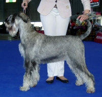 Schnauzer - CMKU.Ch.Silver Senator Femme Fatale - 13