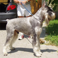 Schnauzer - CH Silver Senator Quintus - 6