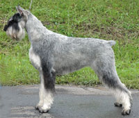 Schnauzer - Int.CH,MultiCH,WCH.EUCh. Silver Senator Regal - 1