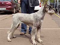 Schnauzer - HJCH Silver Senator Monarchia - 13