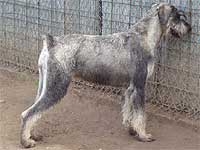 Schnauzer - Int.CH Amirra Gauada (Sk) - 12