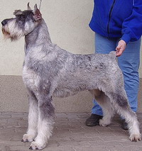 Schnauzer - HJCH. Vet.CH. Silver Senator Nefrit - 3