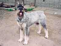 Schnauzer - Silver Senator Aysha - 9