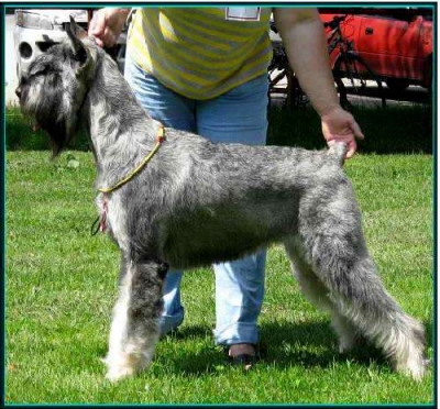 Schnauzer - Ch.Silver Senator Rhisbee - 2