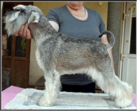 Schnauzer - Ch. Silver Senator Omnia Mokka - 4