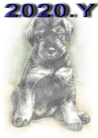 Schnauzer - 2020.Y  - 19