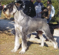 Schnauzer - CH Silver Senator Marshall - 5