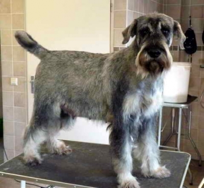 Schnauzer - NL.Ch.Silver Senator Oprah's Femke - 3