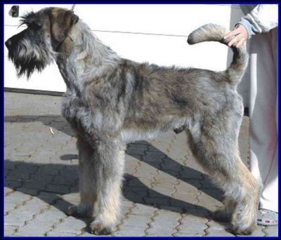 Schnauzer - HJCH Silver Senator X-Step - 3