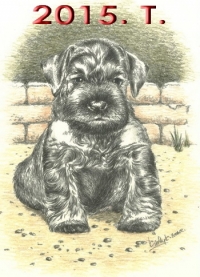 Schnauzer - 2015.T. mini - 47