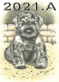 Schnauzer - 2021.A - 16