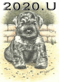 Schnauzer - 2020.U - 22