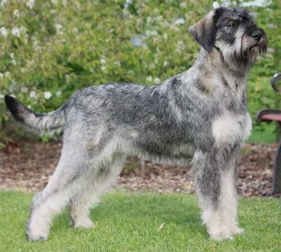 Schnauzer - IntCH.NL.Dt.CH. Silver Senator Visard - 4