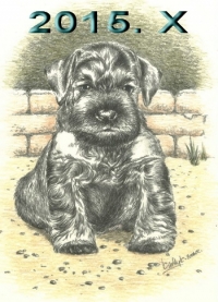 Schnauzer - 2015.X.mini - 45
